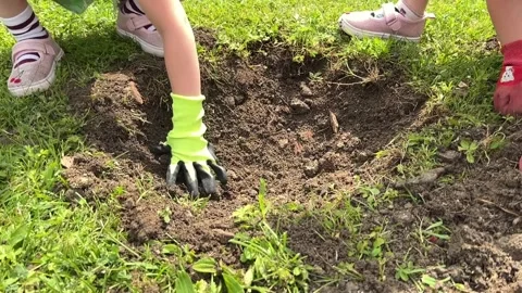 Two Kids with Gloves Digging Soil from a Small Hole for Planting a Walnut Tree Stock Footage 310889279