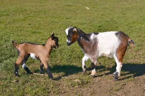 Two kids Stock Photos