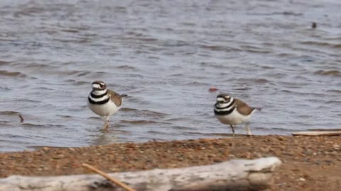 Two killdeer birds running and chasing each other on a sandy lake shore in sprin Stock Footage 325885755