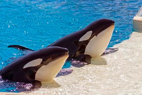 Two killer whale close-up. Stock Photos