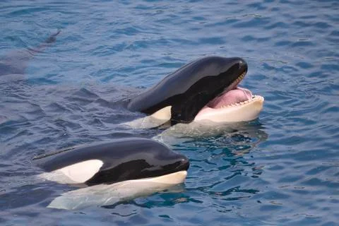 Two killer whales Stock Photos