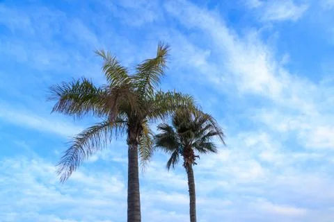 Two kind of palm tree with blue sky Stock Photos