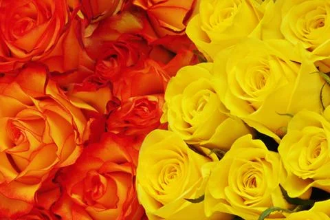 Two kind of roses Foto stock