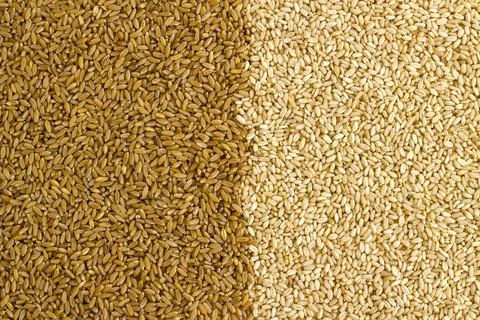 Two kinds of wheat background with a line Stock Photos