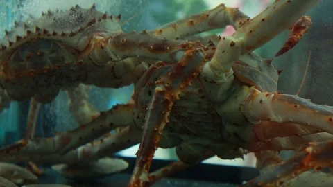 Two king crabs are sold on the street food market Stock Footage 120161244