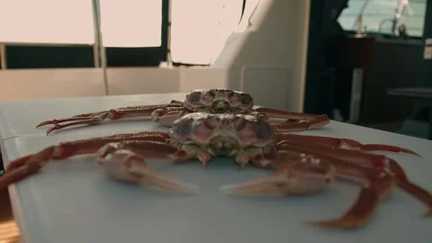 Two king crabs lie on table in yachts wardroom their long claws spread out and Vidéo 327346542