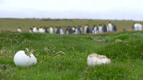 Two King Penguin Egg Shells Cracked Open on Grass Windy Day. Cinematic Wild.. Vídeos de archivo 339510351