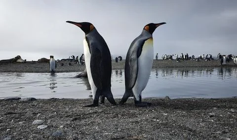 Two king penguins back to back Stock Photos