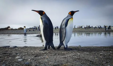 Two king penguins back to back Stock Photos