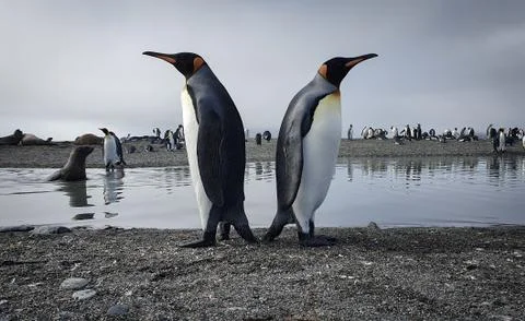 Two king penguins back to back Stock Photos