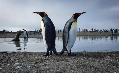 Two king penguins back to back Stock Photos