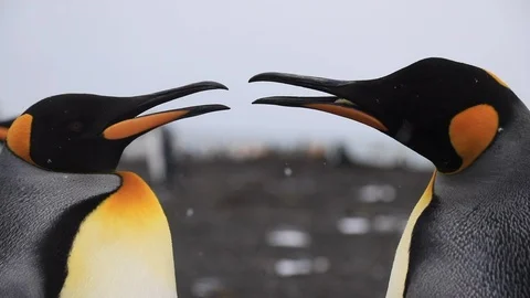 Two King Penguins, close up.  Stock Footage 104983059