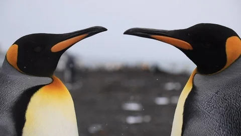 Two king penguins. Close up Stock Footage 105069933