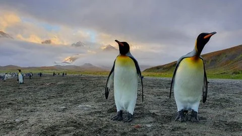 Two king penguins in a dramatic landscape Stock Photos