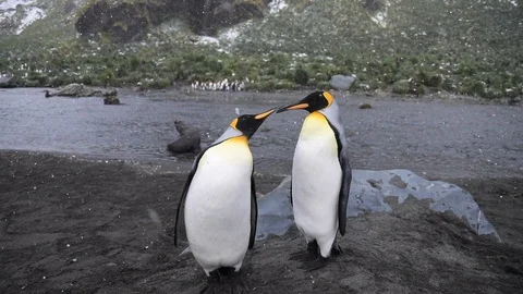 Two King Penguins in front of a river.  Stock Footage 104982943