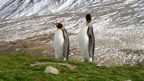 Two King Penguins on the hill in South Georgia Stock Footage 242573998