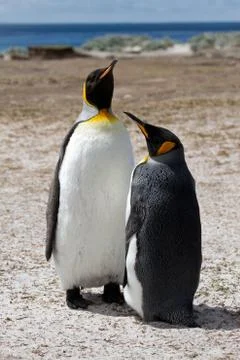 Two king penguins Foto stock