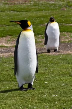 Two king penguins Foto stock