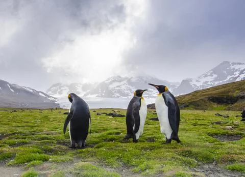 Two king Penguins planning to take over the world Stock Photos