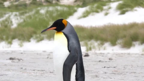 Two King Penguins Standing on Beach in Close Up Walk Out of Frame Falkland Stock Footage 277919895