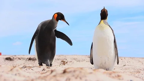 Two King Penguins - Volunteer Point, Falkland Islands Stock Footage 84294096