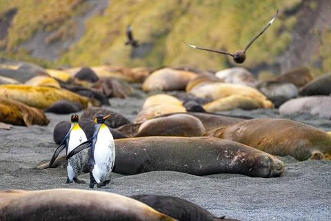 Two king penguins walking through elephant seals on South Georgia beach. Stock Photos