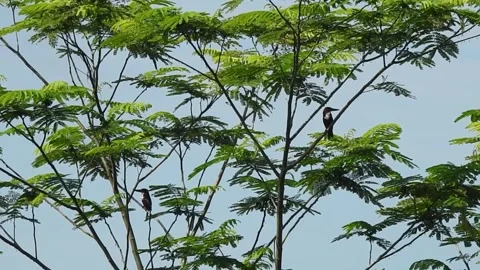 Two kingfisher birds perched on an albizzia tree Stock Footage 243422331