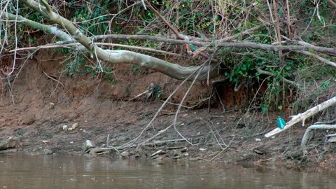 Two kingfishers perched on a branch above a river Stock Footage 330457504