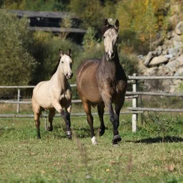 Two kinsky mares running Stock Photos