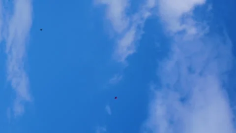 Two kites, red kite and blue kite flying in a wide blue sky Stock Footage 258658263