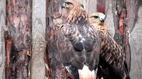 Two kites turn their heads and spread their wings in the zoo. Vertical video Video stock 220668772