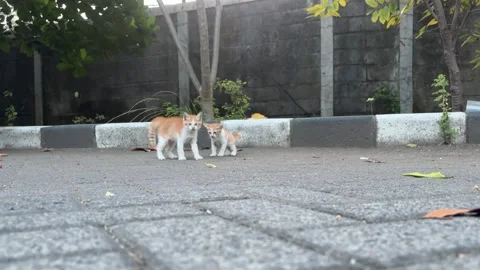 Two kitten are seen walking along a curb on a paved street Video stock 312586462