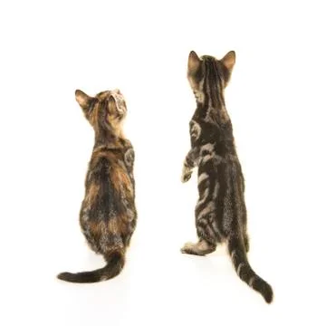 Two kitten cats seen on the back looking up isolated on a white background Stock Photos