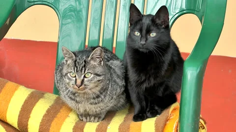 Two kitten in a chair Stock Footage 36678002