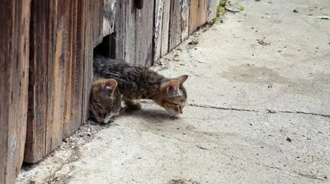 Two kitten eat outside Stock Footage 10810687