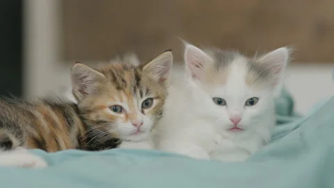 Two kitten falling asleep Stock Footage 248228676