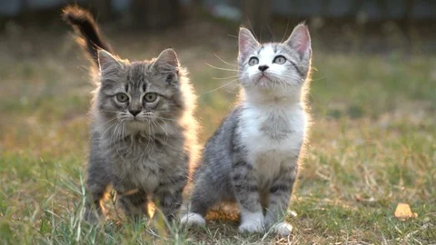 Two kitten playing in the garden together on summer day Stock Footage 107676501