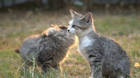 Two kitten playing in the garden together on summer day Stock Footage 107676697