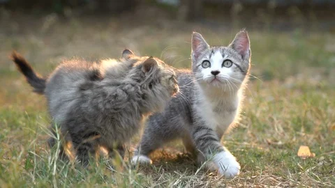 Two kitten playing in the garden together on summer day Stock Footage 107676778