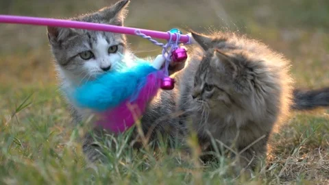 Two kitten playing in the garden together on summer day Stock Footage 107676942