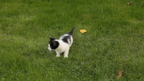 Two kitten playing on the grass Stock Footage 86476718