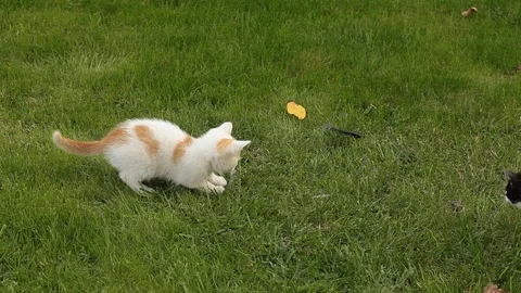 Two kitten playing on the grass Stock Footage 86526874