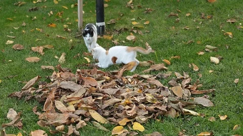 Two kitten playing on the grass Stock Footage 86529489