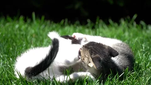 Two kitten playing on the grass Stock Footage 139871890