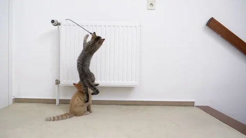 Two kitten playing with toy in slow motion Stock Footage 77318354