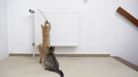 Two kitten playing with toy in slow motion 스톡 동영상 77318613