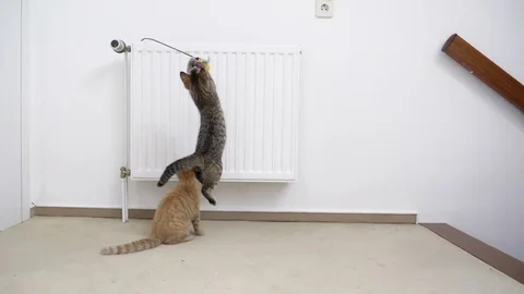 Two kitten playing with toy in slow motion Stock Footage 77319581