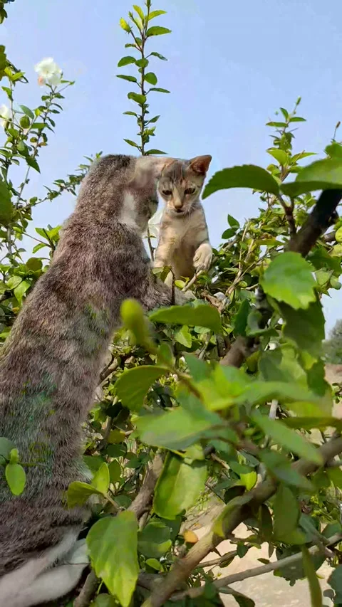 Two kitten playing tree in India ,Funny Kitten playing in Tree 스톡 동영상 212436913