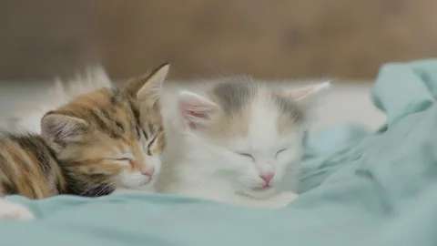 Two kitten sleeping Stock Footage 248228472