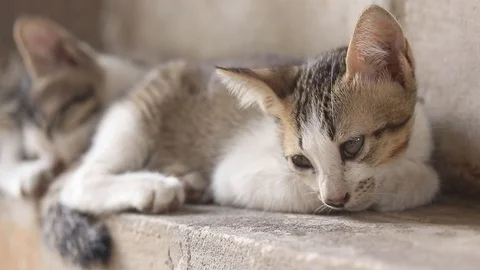 Two kitten stray cat sleeping Stock Footage 107306593